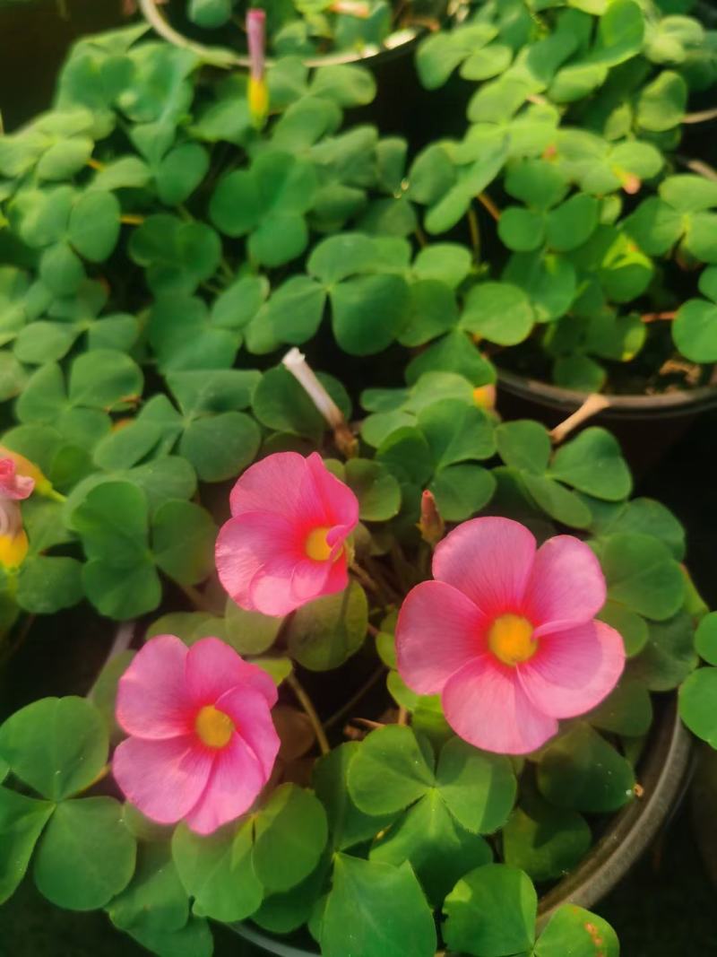 批发大花芙蓉醡浆草大花芙蓉酢浆草杯苗基地直销