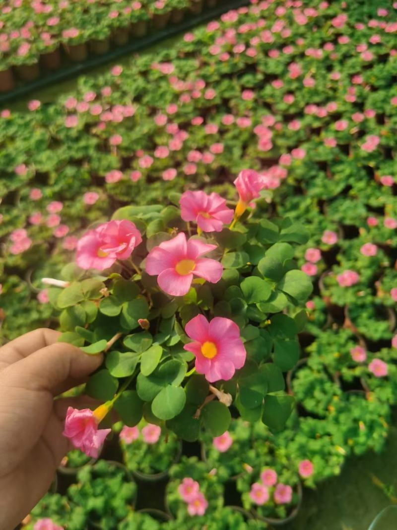 批发大花芙蓉醡浆草大花芙蓉酢浆草杯苗基地直销