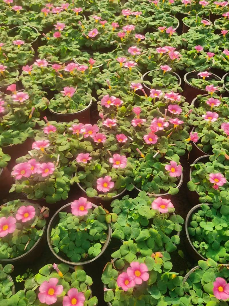批发大花芙蓉醡浆草大花芙蓉酢浆草杯苗基地直销
