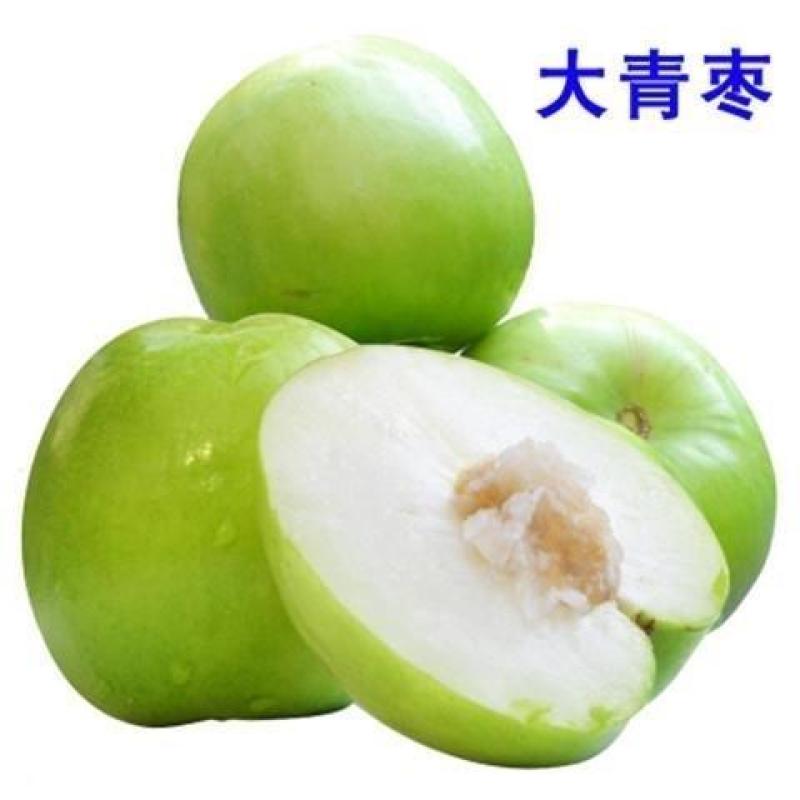 奶油大青枣苗，个头大，甜度高，水分足，基地直供，品质保证