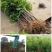 奶油大青枣苗,个头大,甜度高,水分足,基地直供,品质保证