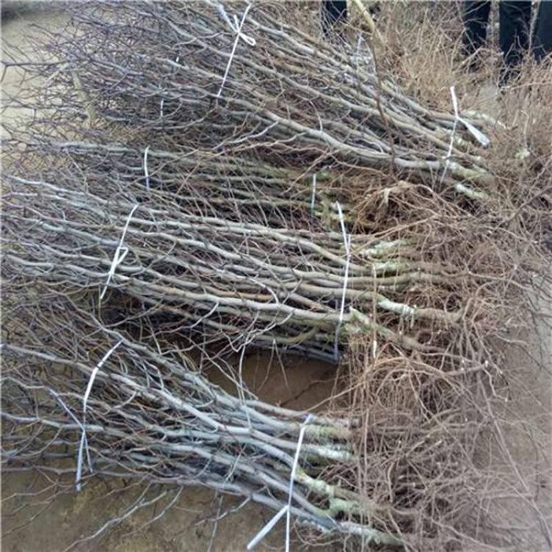 奶油大青枣苗，个头大，甜度高，水分足，基地直供，品质保证