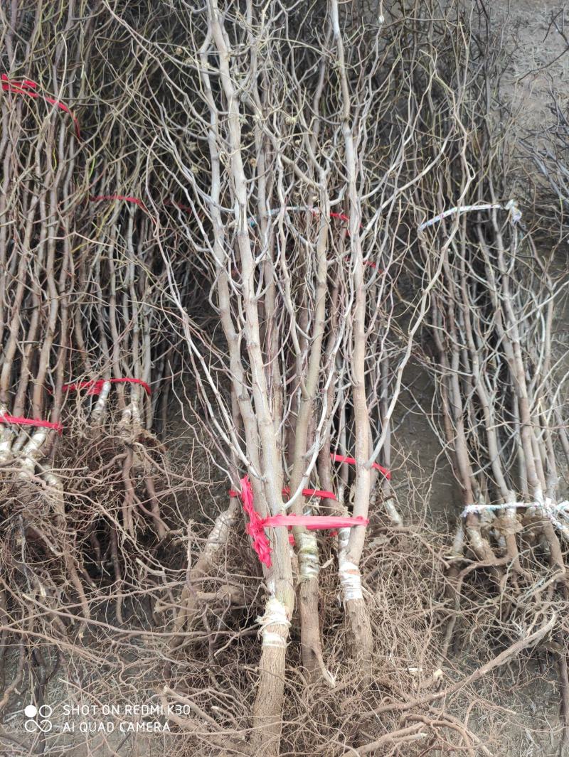 奶油大青枣苗，个头大，甜度高，水分足，基地直供，品质保证