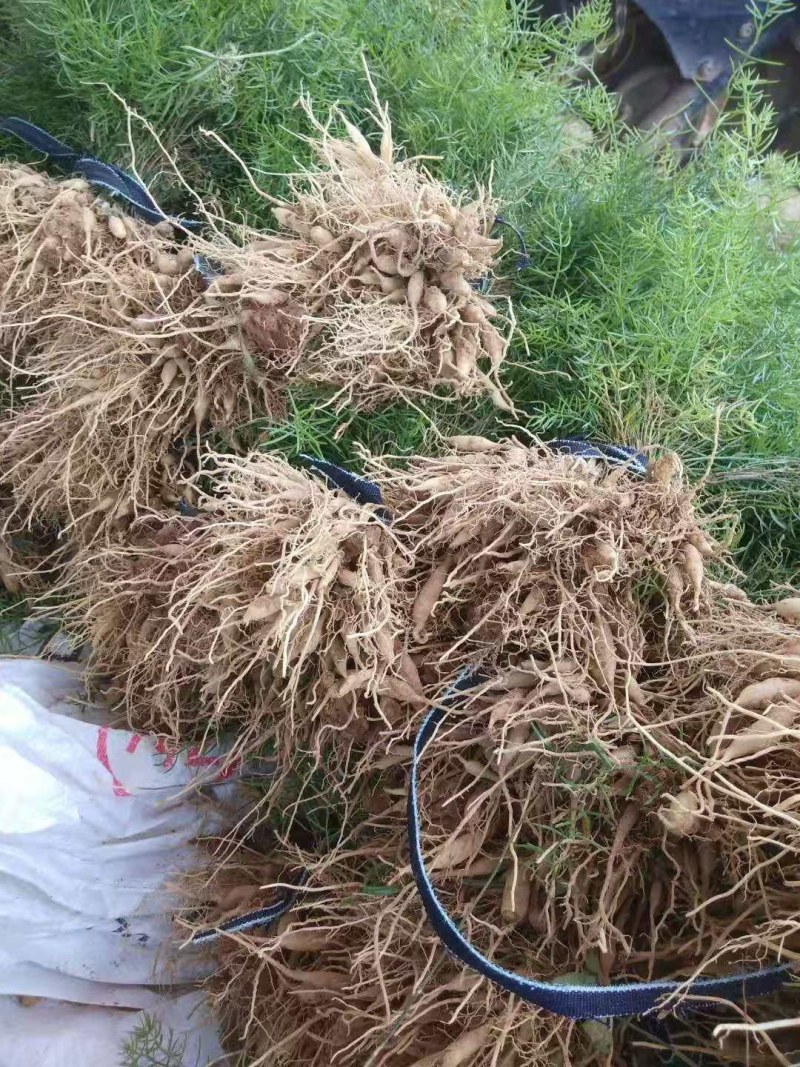 良种天东苗出售成活率百分之八十以上