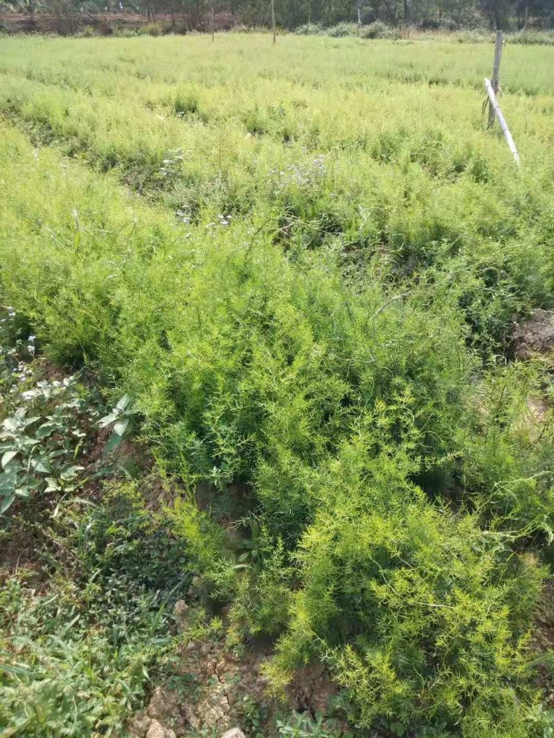 良种天东苗出售成活率百分之八十以上