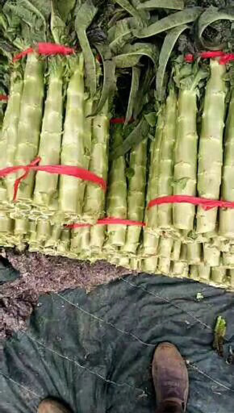 新野莴笋产地诚信为本常年供应各种季节性蔬菜