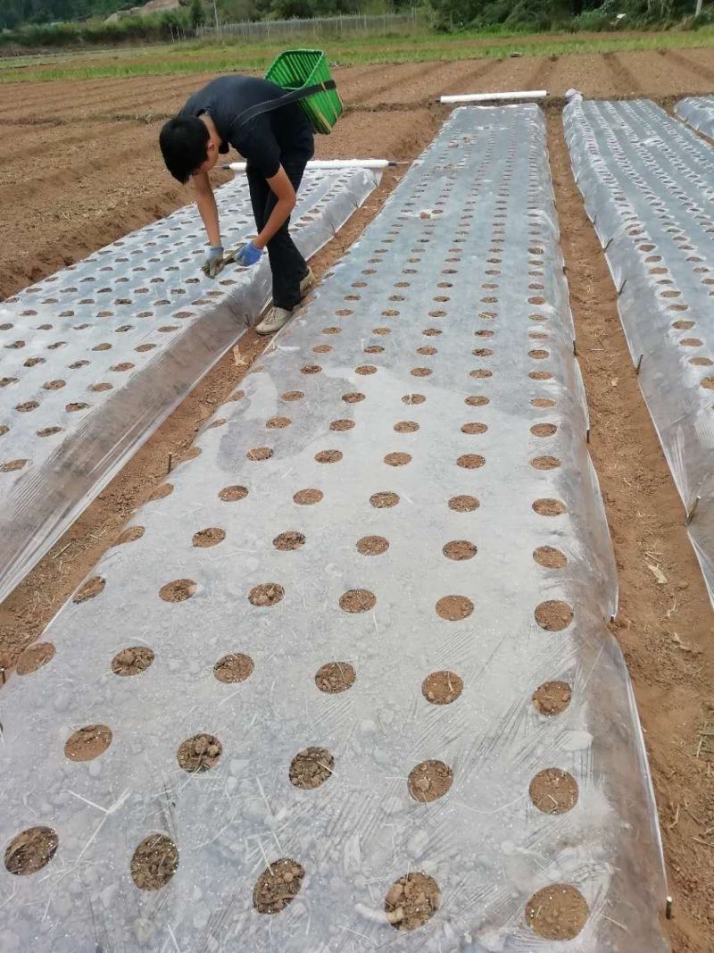 秀丰农用地膜，销售各种规格：白膜、打孔膜、红膜、黑膜……