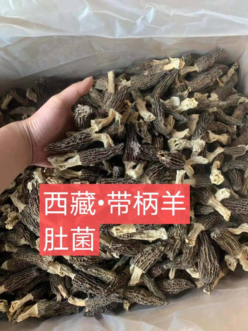 西藏高海拔野味羊肚菌包邮，肉厚香浓煲汤提鲜一件代发