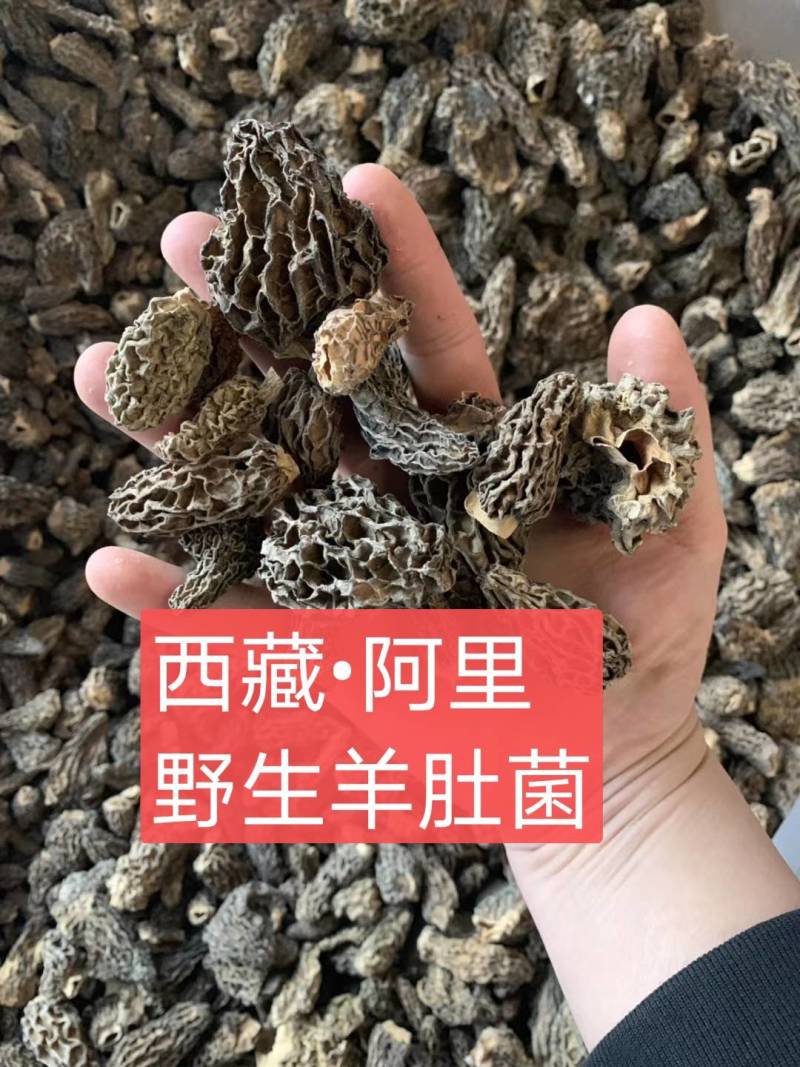 西藏高海拔野味羊肚菌包邮，肉厚香浓煲汤提鲜一件代发