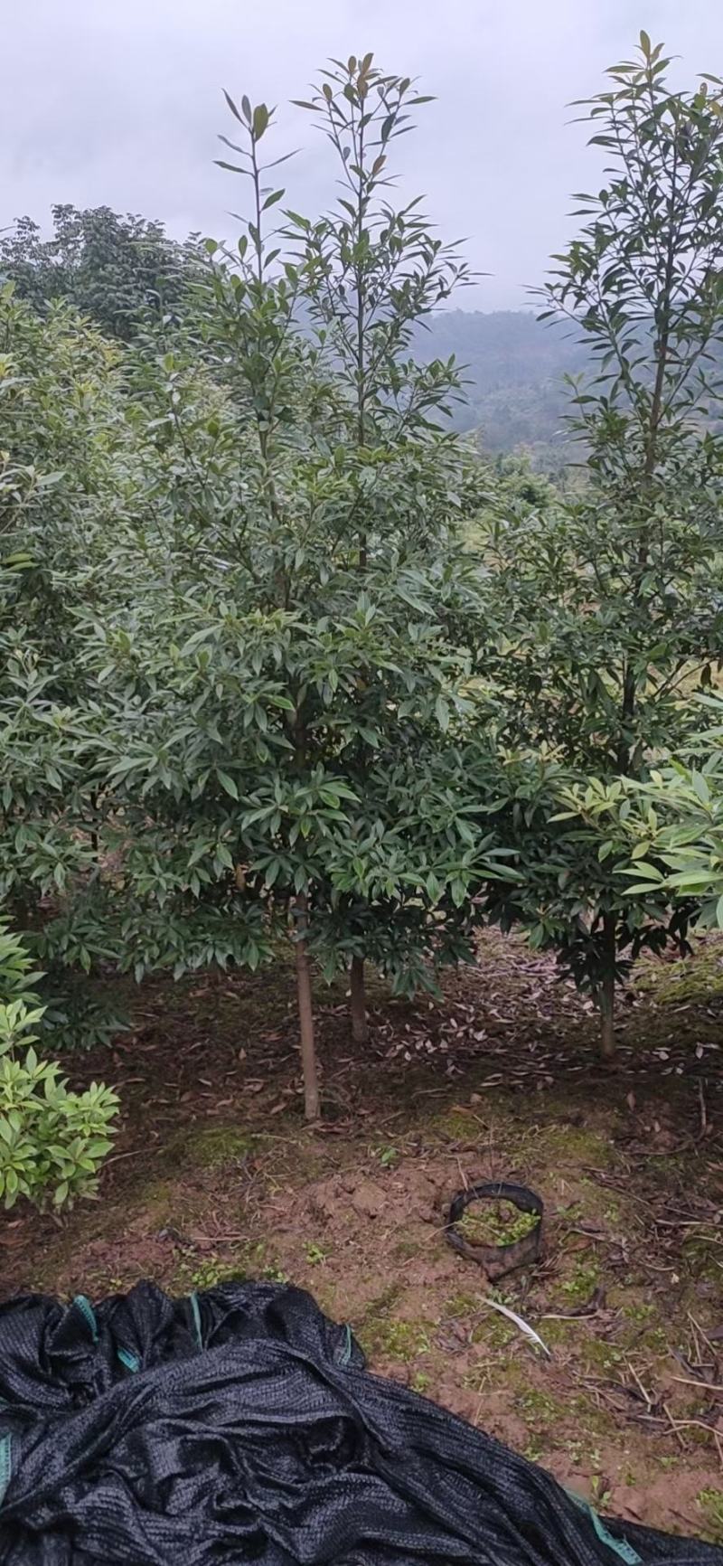 供应金丝楠苗木小叶金丝楠苗木杯栽苗庭院景观树金丝楠苗木