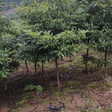 供应金丝楠苗木小叶金丝楠苗木杯栽苗庭院景观树金丝楠苗木
