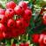 大金星山楂苗，大五棱，甜红子品种纯正，包成活包技术管理