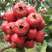大金星山楂苗，大五棱，甜红子品种纯正，包成活包技术管理