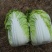大白菜黄莲白白菜3-4斤保质保量承接各大平台欢迎选