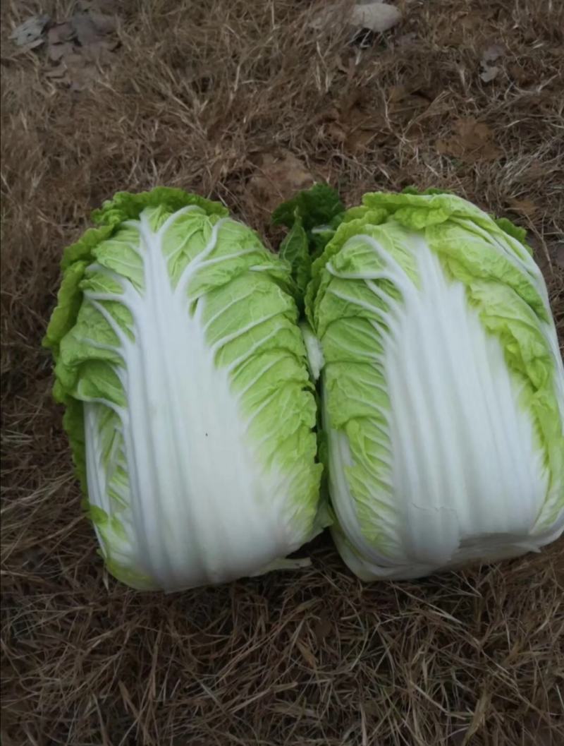 大白菜黄莲白白菜3-4斤保质保量承接各大平台欢迎选