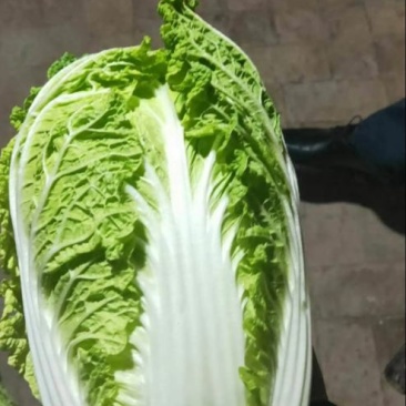 大白菜黄莲白白菜3-4斤保质保量承接各大平台欢迎选