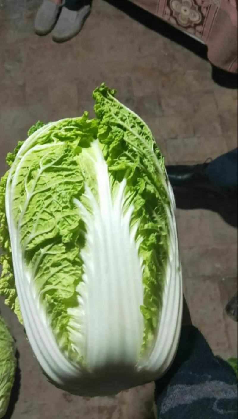 大白菜黄莲白白菜3-4斤保质保量承接各大平台欢迎选