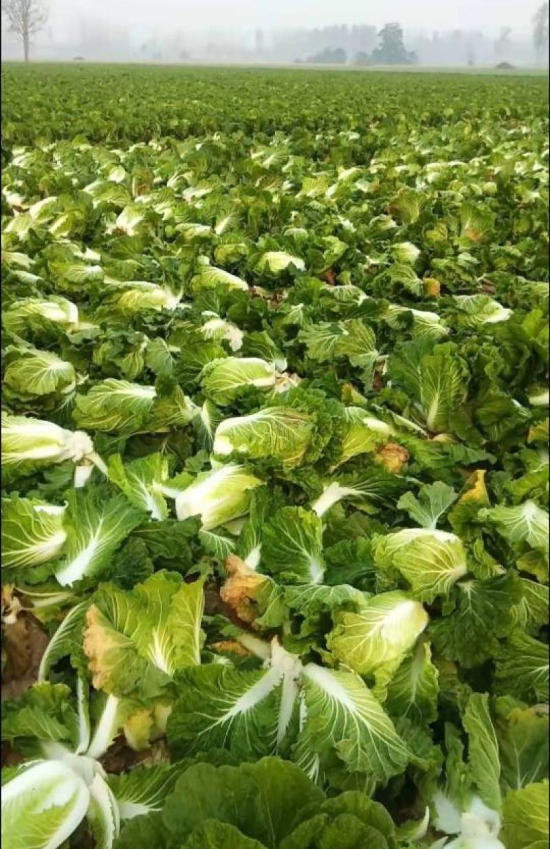 大白菜黄莲白白菜3-4斤保质保量承接各大平台欢迎选