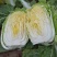 大白菜黄莲白白菜3-4斤保质保量承接各大平台欢迎选