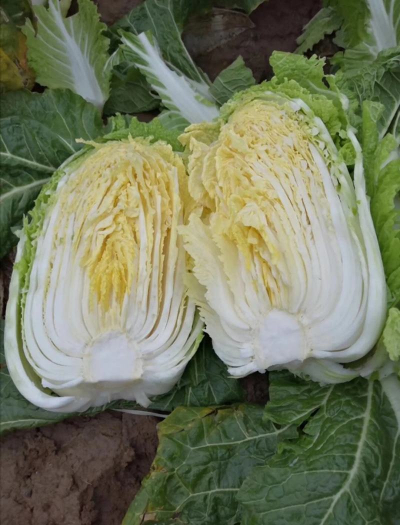 大白菜黄莲白白菜3-4斤保质保量承接各大平台欢迎选