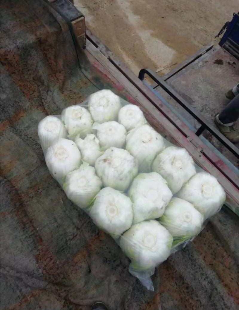 大白菜黄莲白白菜3-4斤保质保量承接各大平台欢迎选