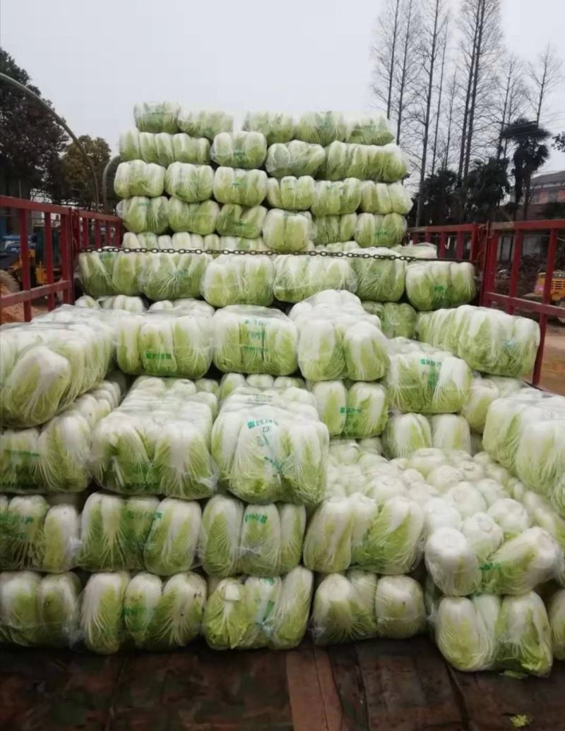 大白菜黄莲白白菜3-4斤保质保量承接各大平台欢迎选