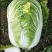 大白菜黄莲白白菜3-4斤保质保量承接各大平台欢迎选