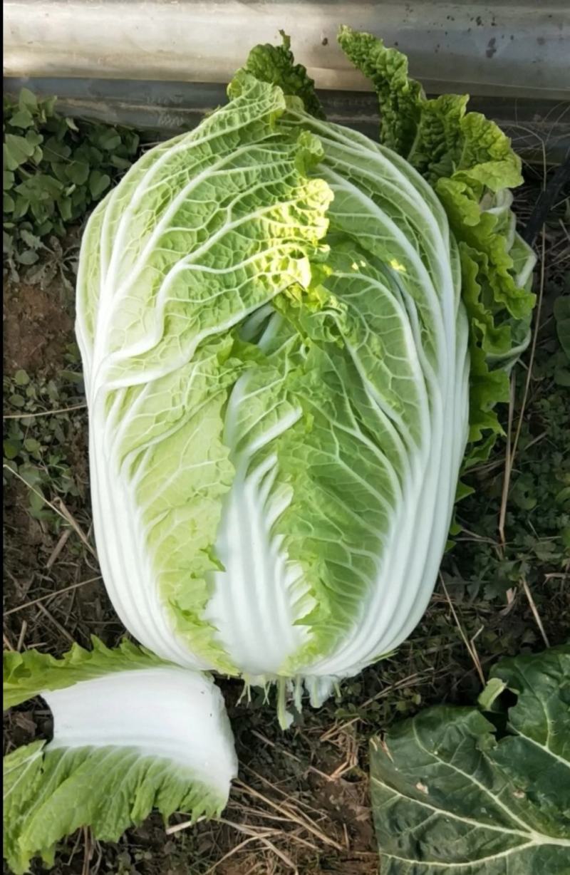 大白菜黄莲白白菜3-4斤保质保量承接各大平台欢迎选