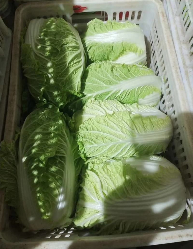 大白菜黄莲白白菜3-4斤保质保量承接各大平台欢迎选