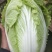 大白菜黄莲白白菜3-4斤保质保量承接各大平台欢迎选