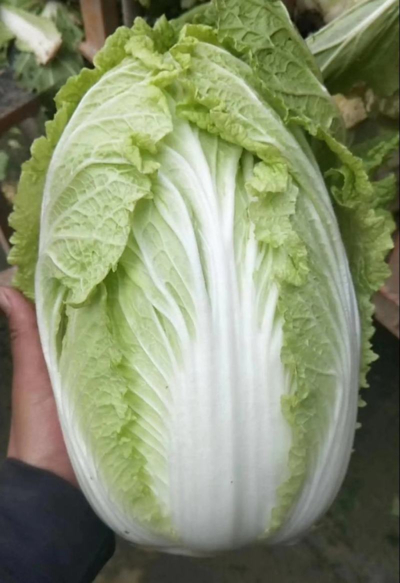大白菜黄莲白白菜3-4斤保质保量承接各大平台欢迎选