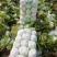 大白菜黄莲白白菜3-4斤保质保量承接各大平台欢迎选