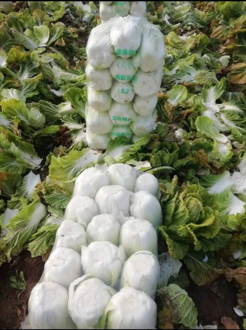 大白菜黄莲白白菜3-4斤保质保量承接各大平台欢迎选