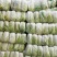 大白菜黄莲白白菜3-4斤保质保量承接各大平台欢迎选