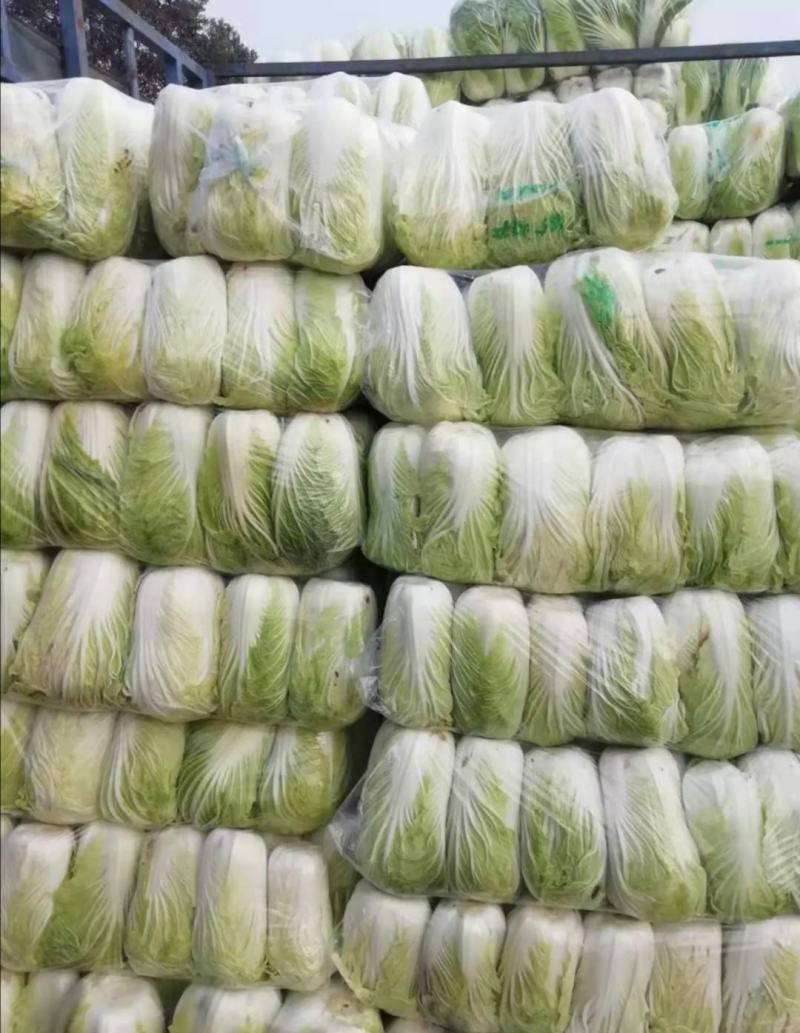 大白菜黄莲白白菜3-4斤保质保量承接各大平台欢迎选