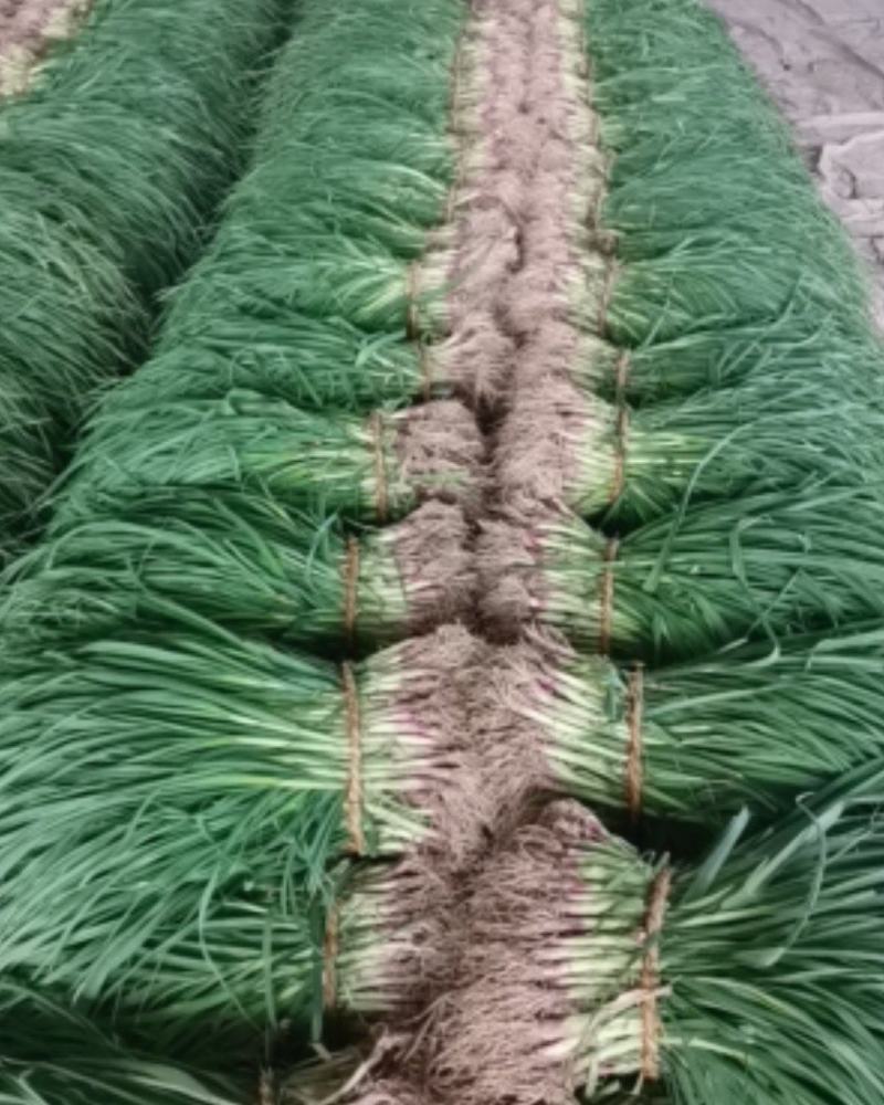 【热卖红根蒜苗】江苏红根蒜苗百亩基地长期供应各种蔬菜