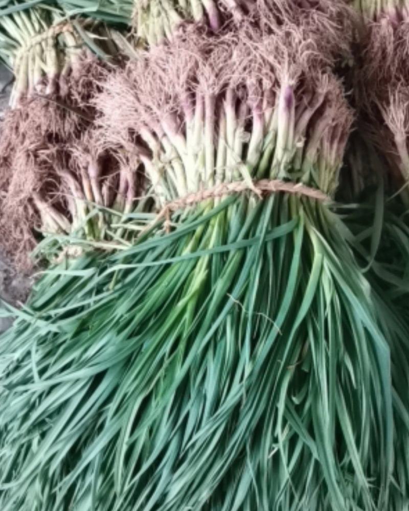 【热卖红根蒜苗】江苏红根蒜苗百亩基地长期供应各种蔬菜