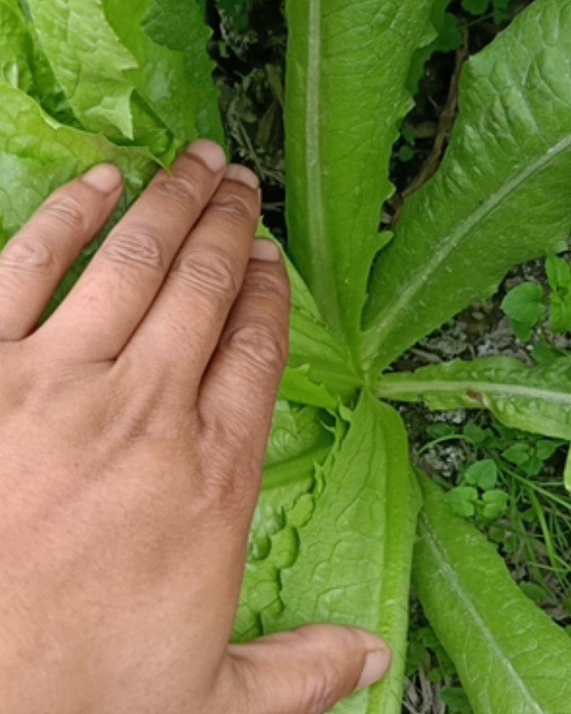 精品油麦菜，基地直供，品质有保证！
