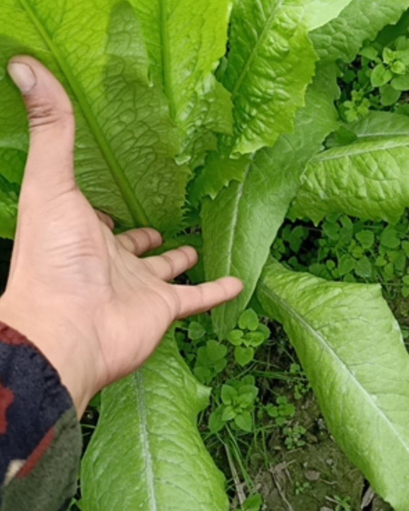 精品油麦菜，基地直供，品质有保证！
