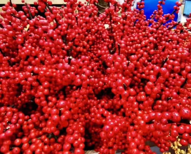 北美冬青“奥斯特”二年袋苗，高度80公分左右，基地大量有
