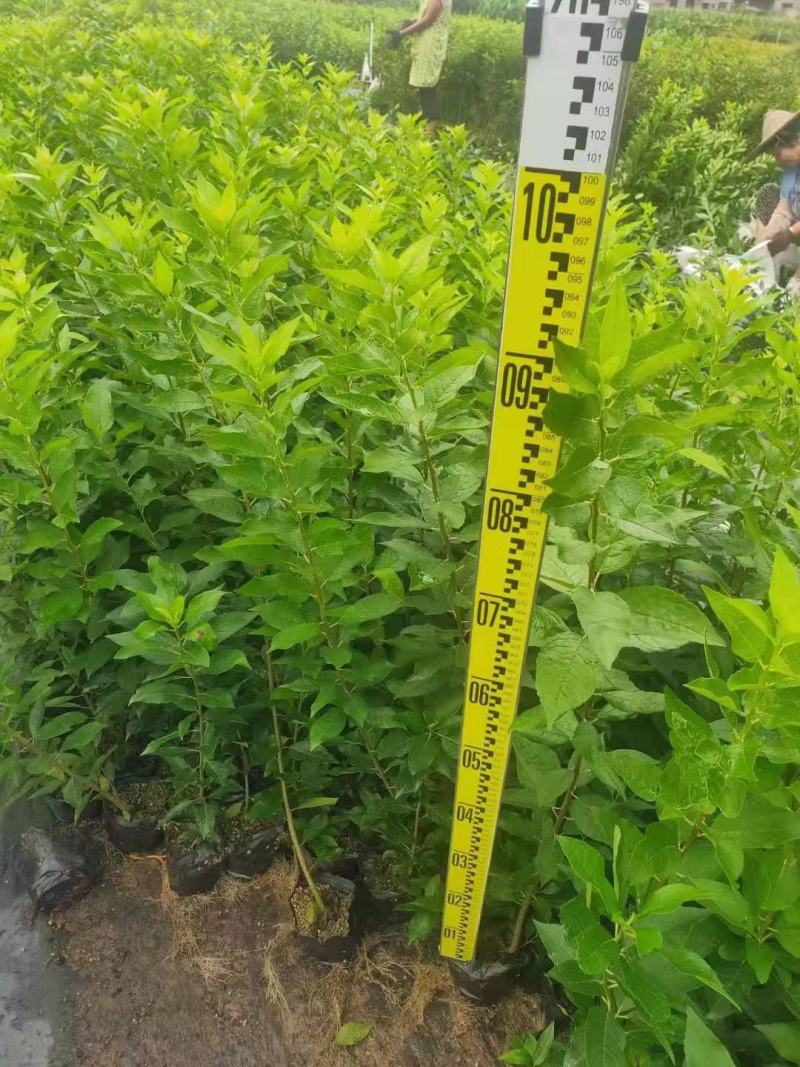 北美冬青“奥斯特”二年袋苗，高度80公分左右，基地大量有