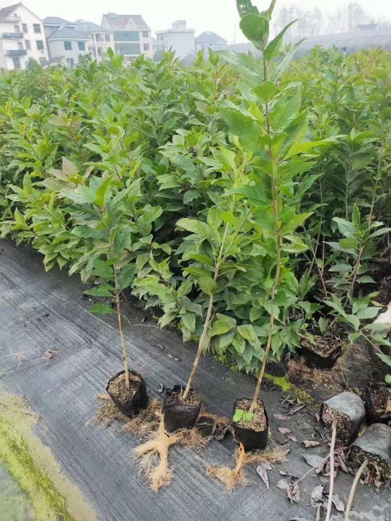 北美冬青“奥斯特”二年袋苗，高度80公分左右，基地大量有
