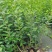 北美冬青“奥斯特”二年袋苗，高度80公分左右，基地大量有