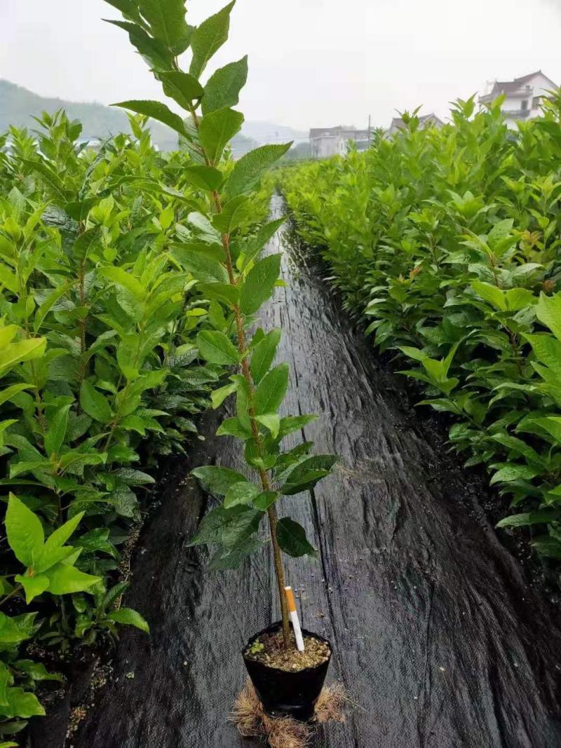 北美冬青“奥斯特”二年袋苗，高度80公分左右，基地大量有
