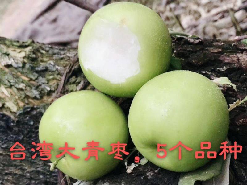台湾大青枣，五十仔，苹果枣种苗新鲜应季当季枣子