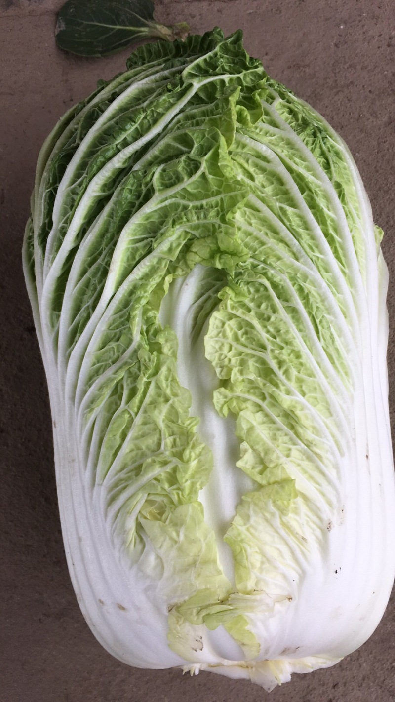 精品黄心大白菜，基地直供大量上市全国发货新鲜采摘