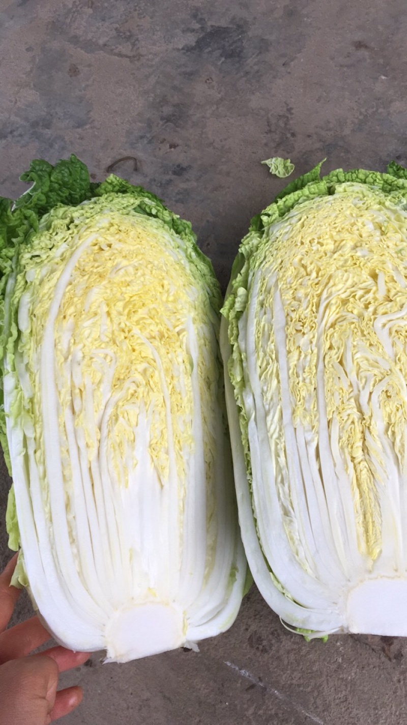 精品黄心大白菜，基地直供大量上市全国发货新鲜采摘