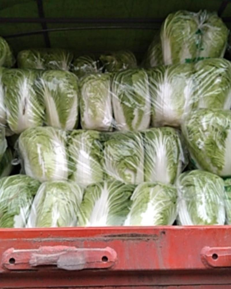 白菜，大白菜，青杂三号白菜，北京三号白菜耐寒耐运输