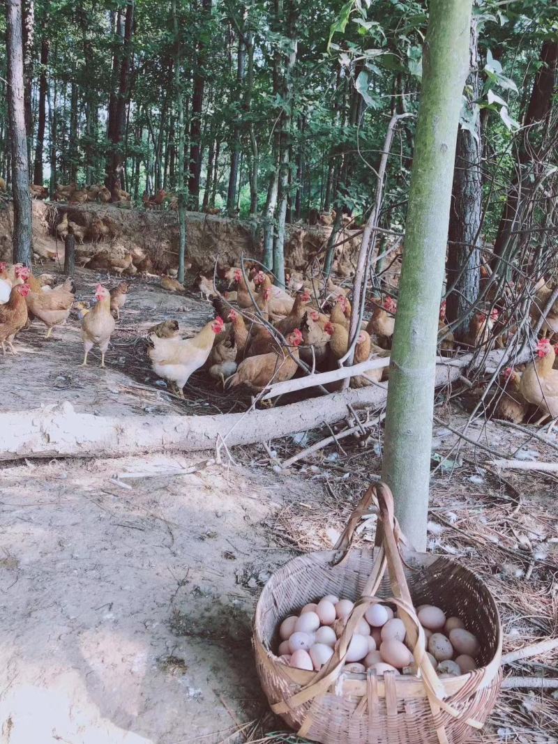 原生态皖南山鸡蛋物流快递一件代发