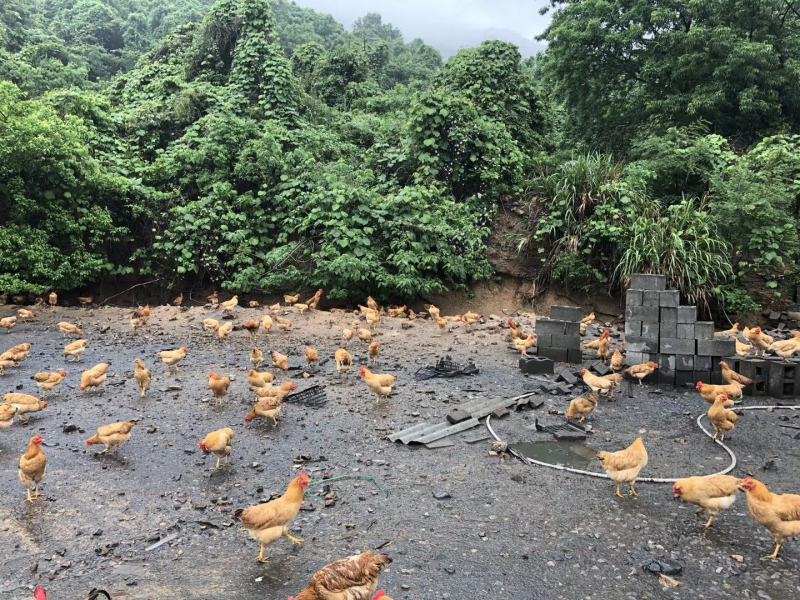 原生态皖南山鸡蛋物流快递一件代发